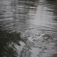 Ornithorhynchus anatinus (Platypus) at Mongarlowe River - 15 Apr 2019 by LisaH