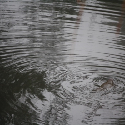 Ornithorhynchus anatinus (Platypus) at Budawang, NSW - 16 Apr 2019 by LisaH
