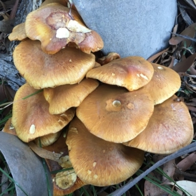 Gymnopilus junonius (Spectacular Rustgill) at Charleys Forest, NSW - 14 Apr 2019 by LisaH