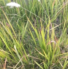 Imperata cylindrica (Blady Grass) at Mongarlowe River - 14 Apr 2019 by LisaH