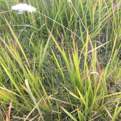 Imperata cylindrica (Blady Grass) at Charleys Forest, NSW - 14 Apr 2019 by LisaH