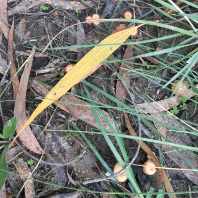 Unverified Lichen, Moss or other Bryophyte at Mongarlowe River - 14 Apr 2019 by LisaH