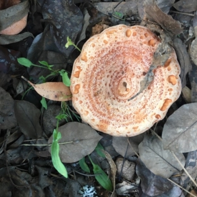 Lactarius deliciosus (Saffron Milkcap) at Charleys Forest, NSW - 14 Apr 2019 by LisaH