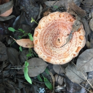 Lactarius deliciosus at Charleys Forest, NSW - 14 Apr 2019