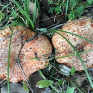 Lactarius deliciosus at Mongarlowe, NSW - 14 Apr 2019