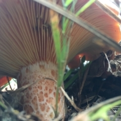 Lactarius deliciosus at Charleys Forest, NSW - 14 Apr 2019