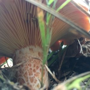 Lactarius deliciosus at Mongarlowe, NSW - suppressed