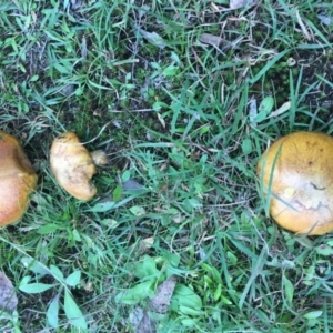 Suillus sp. at Charleys Forest, NSW - 14 Apr 2019