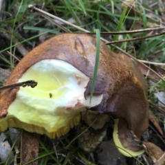 Suillus sp. at Mongarlowe, NSW - suppressed