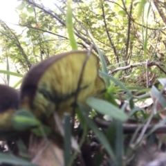 Suillus sp. at Mongarlowe, NSW - suppressed