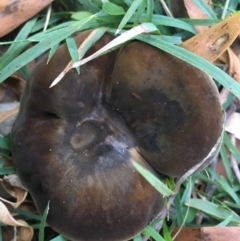 Suillus sp. at Charleys Forest, NSW - 14 Apr 2019