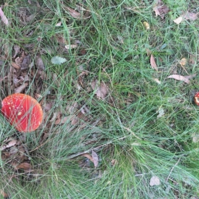 Amanita muscaria (Fly Agaric) at Mongarlowe, NSW - 14 Apr 2019 by LisaH