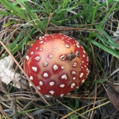 Amanita muscaria at Mongarlowe, NSW - 14 Apr 2019