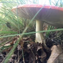 Amanita muscaria at Mongarlowe, NSW - 14 Apr 2019