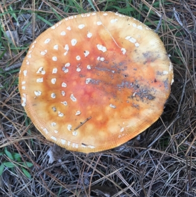 Amanita muscaria (Fly Agaric) at Charleys Forest, NSW - 14 Apr 2019 by LisaH