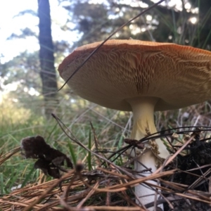 Amanita muscaria at Mongarlowe, NSW - suppressed