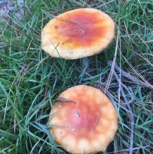 Amanita muscaria at Mongarlowe, NSW - suppressed