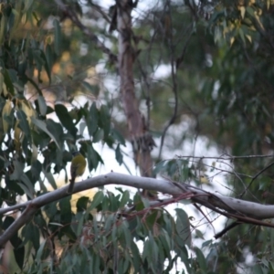 Nesoptilotis leucotis at Mongarlowe, NSW - 14 Apr 2019 06:55 PM