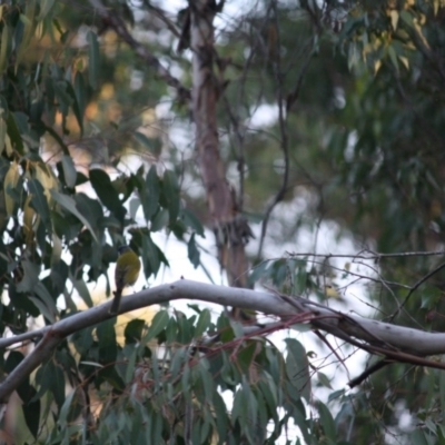 Nesoptilotis leucotis (White-eared Honeyeater) at Mongarlowe, NSW - 14 Apr 2019 by LisaH