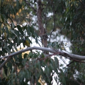 Nesoptilotis leucotis at Mongarlowe, NSW - 14 Apr 2019 06:55 PM