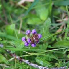 Prunella vulgaris (Self-heal, Heal All) at Mongarlowe, NSW - 14 Apr 2019 by LisaH