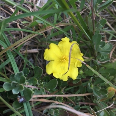 Hibbertia obtusifolia (Grey Guinea-flower) at Mongarlowe, NSW - 14 Apr 2019 by LisaH