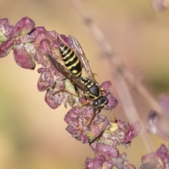 Polistes (Polistes) chinensis (Asian paper wasp) at Jerrabomberra Wetlands - 16 Apr 2019 by AlisonMilton