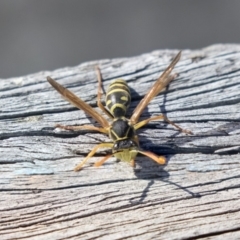 Polistes (Polistes) chinensis at Fyshwick, ACT - 16 Apr 2019 10:46 AM