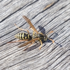 Polistes (Polistes) chinensis at Fyshwick, ACT - 16 Apr 2019