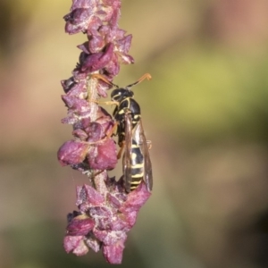 Polistes (Polistes) chinensis at Fyshwick, ACT - 16 Apr 2019 10:46 AM