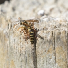 Polistes (Polistes) chinensis (Asian paper wasp) at Jerrabomberra Wetlands - 16 Apr 2019 by AlisonMilton