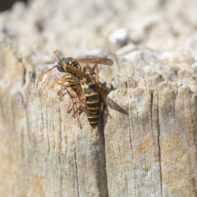 Polistes (Polistes) chinensis (Asian paper wasp) at Jerrabomberra Wetlands - 16 Apr 2019 by AlisonMilton