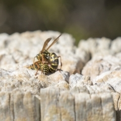 Polistes (Polistes) chinensis at Fyshwick, ACT - 16 Apr 2019