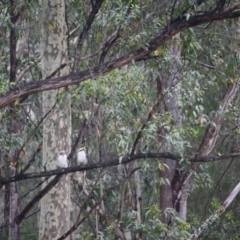 Dacelo novaeguineae (Laughing Kookaburra) at Moruya, NSW - 27 Jan 2019 by LisaH