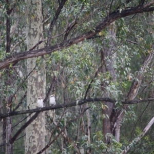 Dacelo novaeguineae at Moruya, NSW - 27 Jan 2019 10:32 AM