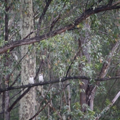 Dacelo novaeguineae (Laughing Kookaburra) at Broulee Moruya Nature Observation Area - 26 Jan 2019 by LisaH