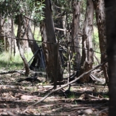 Corcorax melanorhamphos at Mongarlowe, NSW - 10 Feb 2019