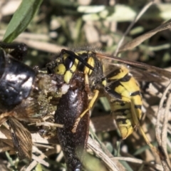 Vespula germanica (European wasp) at Jerrabomberra Wetlands - 16 Apr 2019 by AlisonMilton