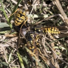 Vespula germanica at Fyshwick, ACT - 16 Apr 2019