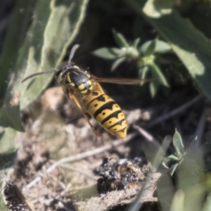 Vespula germanica at Fyshwick, ACT - 16 Apr 2019