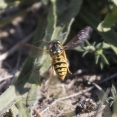 Vespula germanica at Fyshwick, ACT - 16 Apr 2019