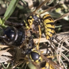 Vespula germanica at Fyshwick, ACT - 16 Apr 2019