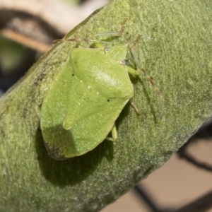 Nezara viridula at Fyshwick, ACT - 16 Apr 2019