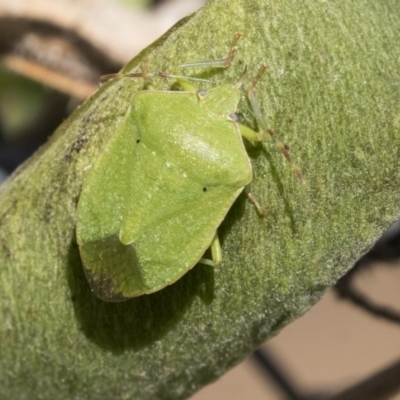 Nezara viridula (Green vegetable bug) at Fyshwick, ACT - 16 Apr 2019 by AlisonMilton
