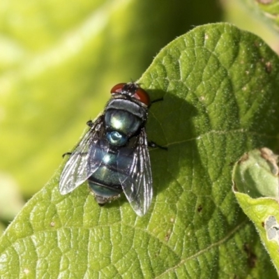 Chrysomya sp. (genus) (A green/blue blowfly) at Jerrabomberra Wetlands - 16 Apr 2019 by AlisonMilton