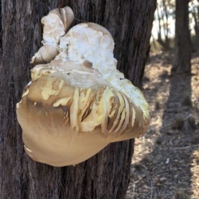 Laetiporus portentosus (White Punk) at Sutton, NSW - 16 Apr 2019 by Whirlwind