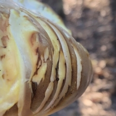 Laetiporus portentosus at Sutton, NSW - 16 Apr 2019 03:40 PM