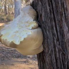 Laetiporus portentosus at Sutton, NSW - 16 Apr 2019