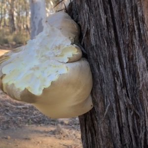 Laetiporus portentosus at Sutton, NSW - 16 Apr 2019 03:40 PM