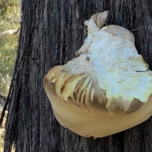 Laetiporus portentosus at Sutton, NSW - 16 Apr 2019